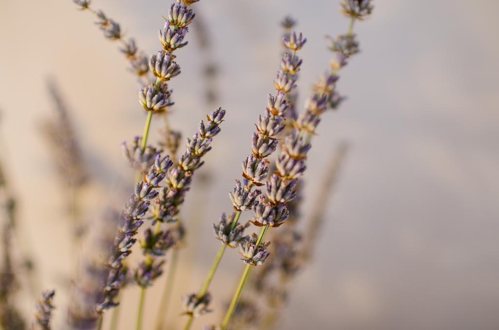 Lavender - With Free Parking 4*